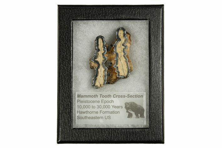 Mammoth Molar Slice With Case - South Carolina #335359
